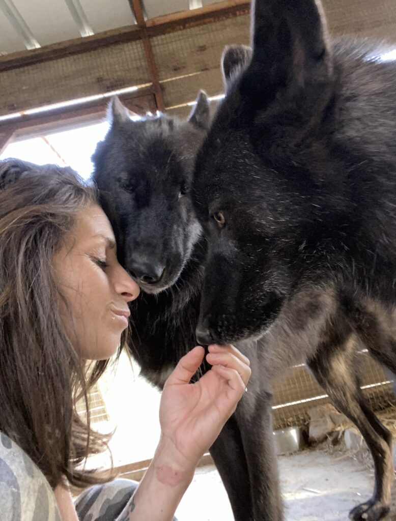 Parmi les pensionnaires Marjorie, de magnifiques loups ©Le Repère