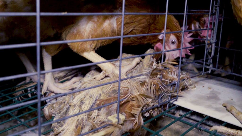 « Faire reculer les limites de l'horreur » pour des animaux qui vivent l'enfer de la naissance jusqu'à la mort... ©L214