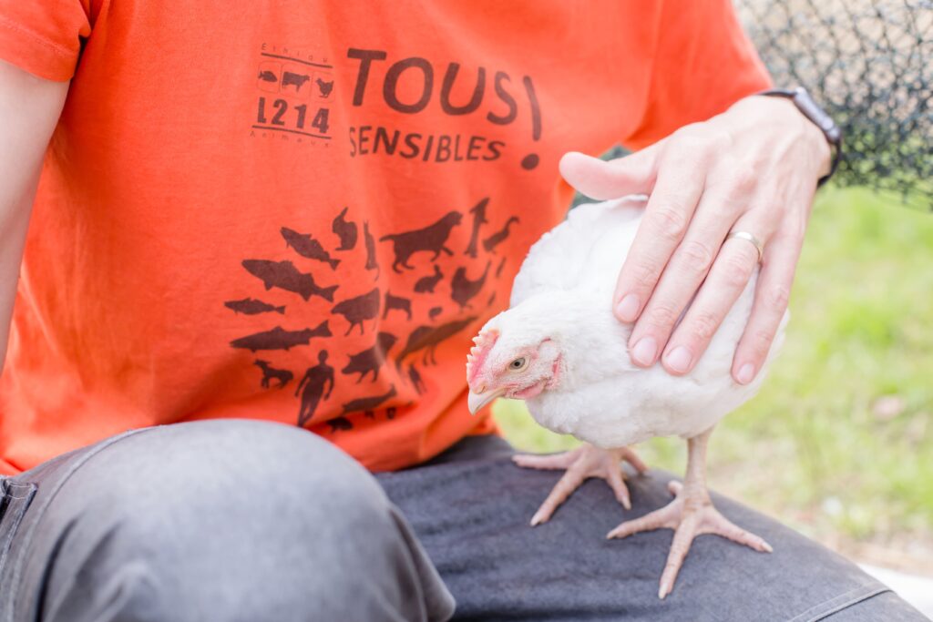 Réduire de moitié le nombre d'animaux tués aurait un impact bénéfique pour tout le monde ©L214