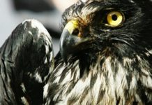 À la Réunion, le Papangue pourrait disparaître !